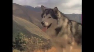 White Fang S1 E25 Presents Of Mind