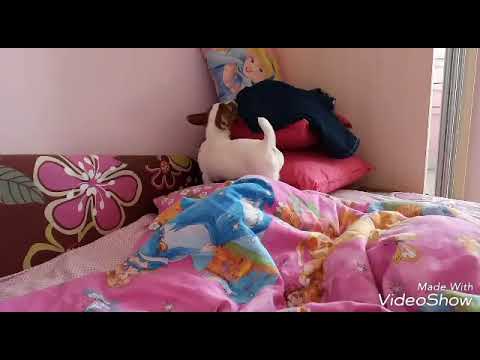 Самая лучшая игрушка для собаки!