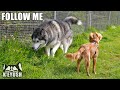 Calm Husky Teaches Hyper Puppy And Talks To Her!
