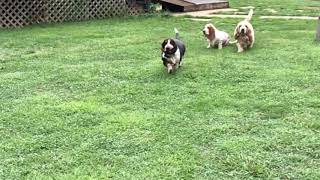 Basset Hounds SLO-MO