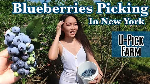 BLUEBERRIES PICKING WITH ME - New York Farm Experi...