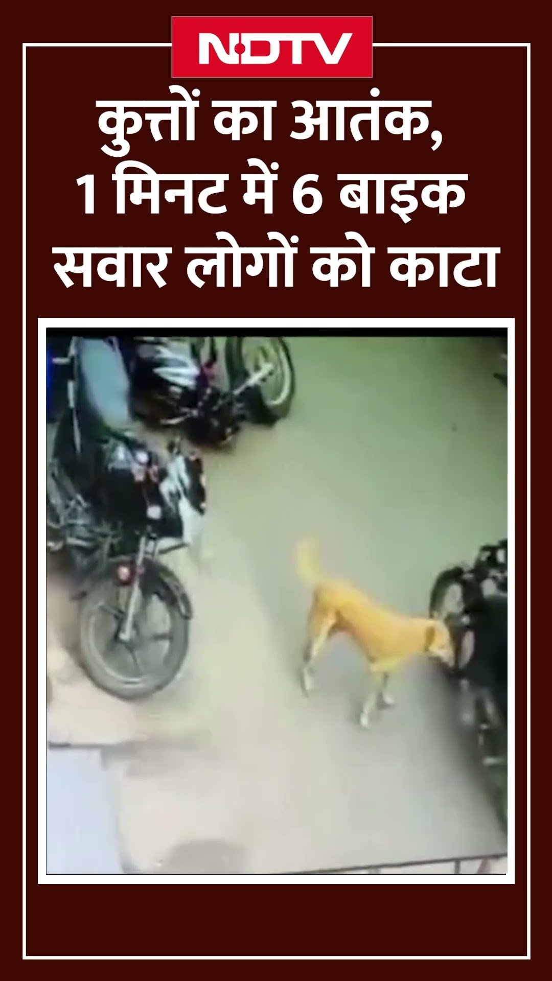 Madhya Pradesh में कुत्तों का आतंक, 1 मिनट में 6 बाइक सवार लोगों को काटा | Viral Video | CCTV | MP