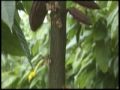 Does your class know what cacao is? - YouTube