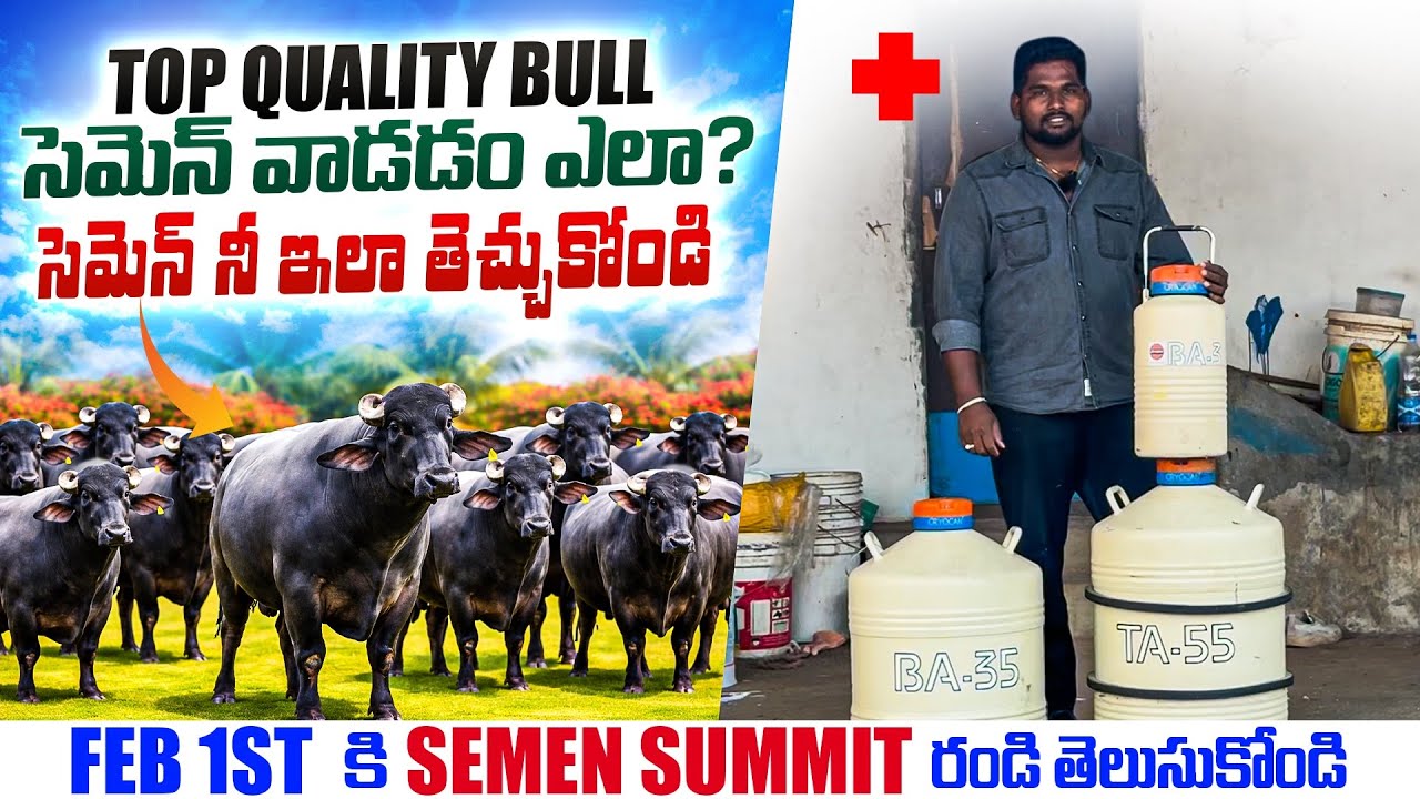 Top Quality Bull సెమెన్ వాడడం ఎలాసెమెన్ నీ ఇలా తెచ్చుకోండి