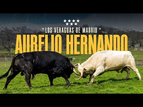 GANADERIA AURELIO HERNANDO - Los Veraguas de Madrid