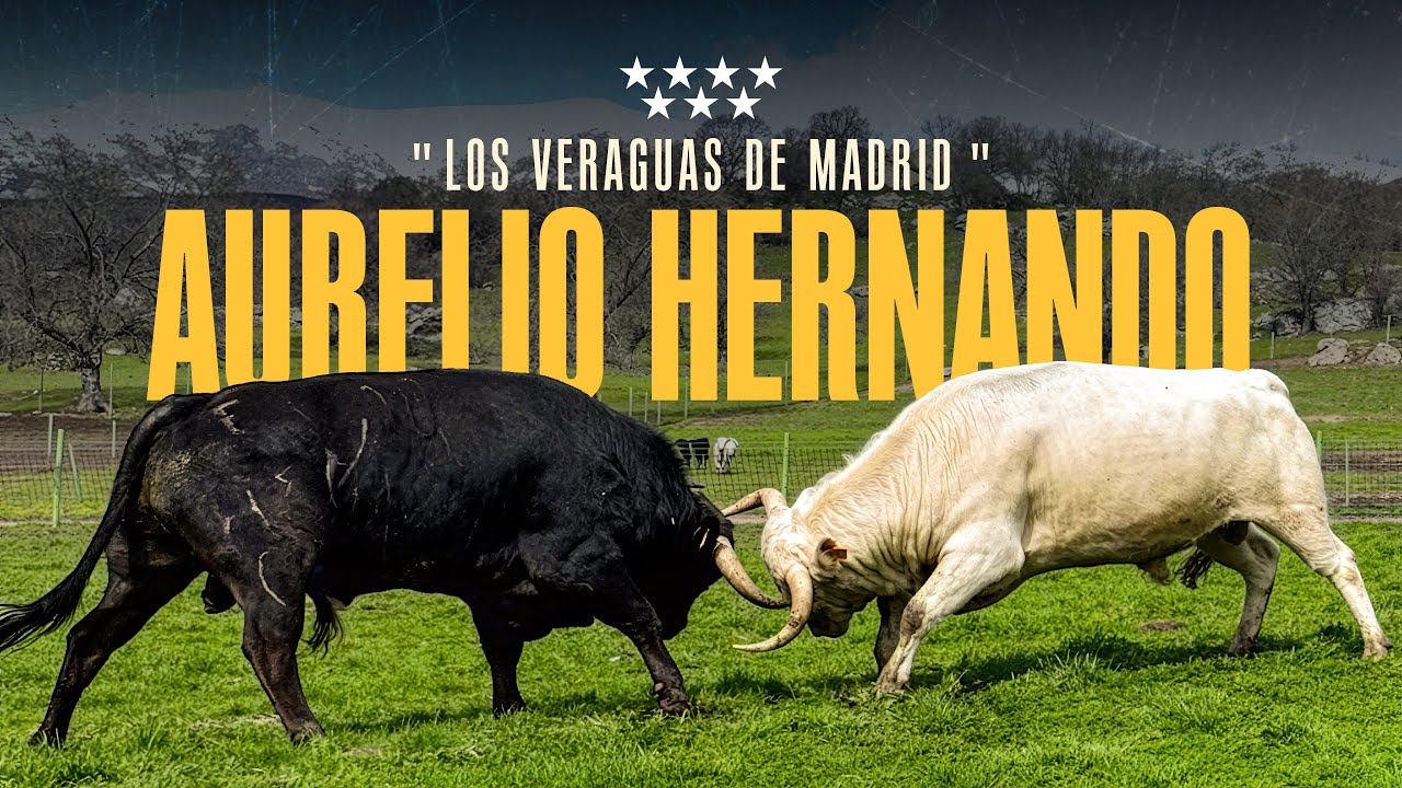 GANADERIA AURELIO HERNANDO - Los Veraguas de Madrid