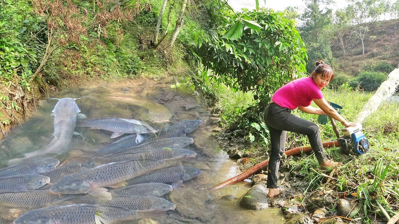 Harvesting Fish From Wild Lakes with a water pump - Catch fish go to ...