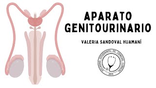 APARATO GENITOURINARIO: Examen Físico y Patologías | Semiología