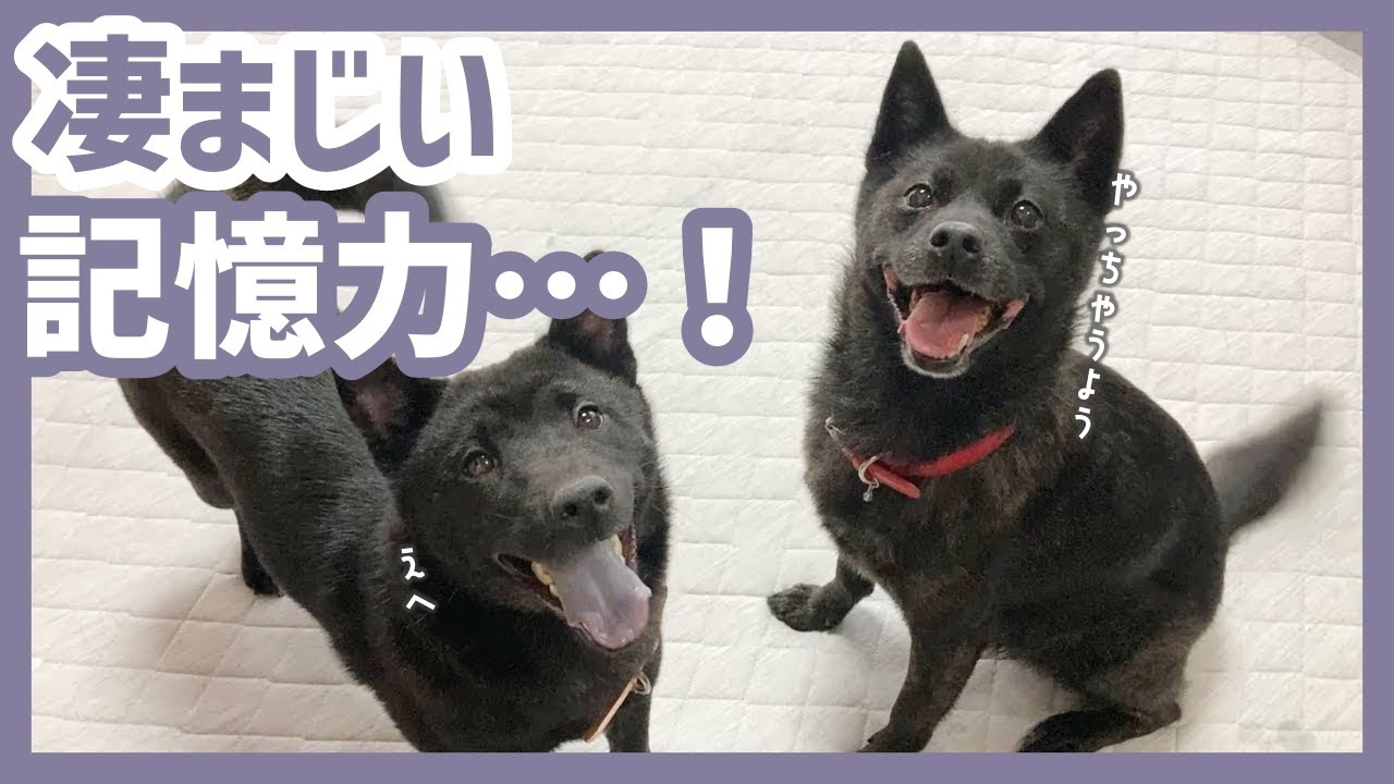 【甲斐犬】カナコに今まで教えた芸を全部覚えてるか試してみたら可愛すぎました