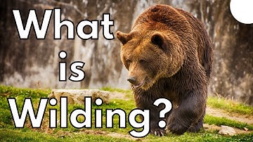 What is Rewilding? (Simple)