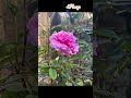 Peony VS Pink Roses who is more beautiful ? 花開不語,卻浪漫了整個世界 #garden #flowers #nature #lifeisbutadream