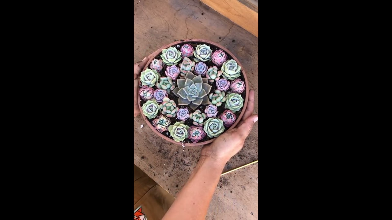 Arranging Succulents Succy Craft Style