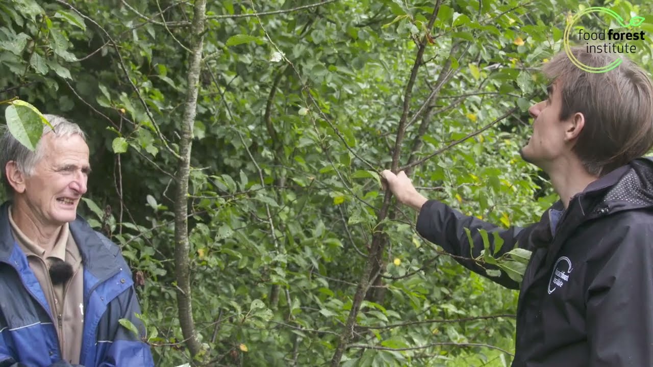 🌳 Krieken en kersen tips voor het voedselbos 🍎 Guy De Kinder | Louis De Jaeger