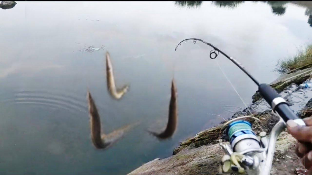 बाम मछली पकड़ना Baam fishing techniques / Baam fishing tips and tricks ...