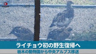 ライチョウ初の野生復帰へ 栃木の動物園から中央アルプス移送