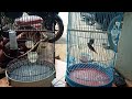suara blacksthroat tarung
