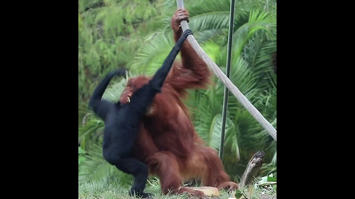 Orangutan Gibbon Showdown.