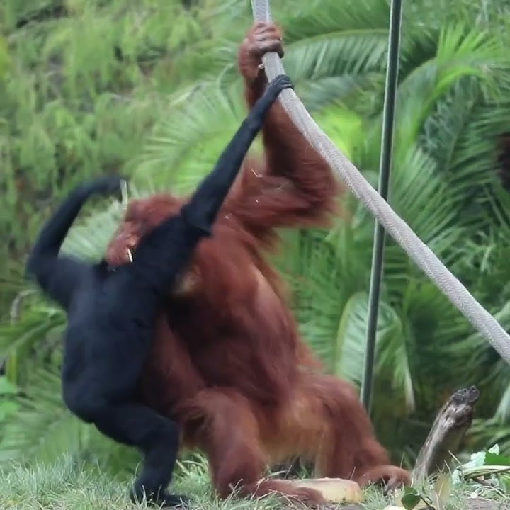 Orangutan Gibbon Showdown.