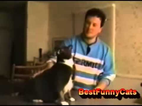 best-funny-video-for-cats:-cats-speak-english-"cats-funny"