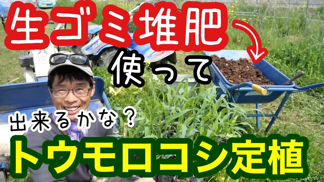 生ゴミ堆肥でトウモロコシの栽培実験/土作りと定植時期の話《スイートコーン/無農薬/自給農/家庭菜園》
