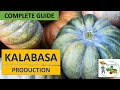 Kalabasa Farming (Complete Guide)