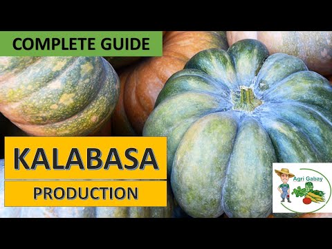 Video: Hubbard Squash Information: Mga Tip Para sa Pagpapalaki ng Hubbard Squash Plants