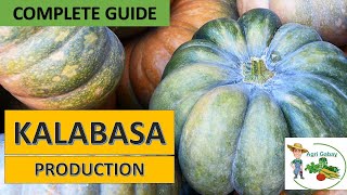 Kalabasa Farming: Paano magtanim ng kalabasa step by step (Complete Guide)