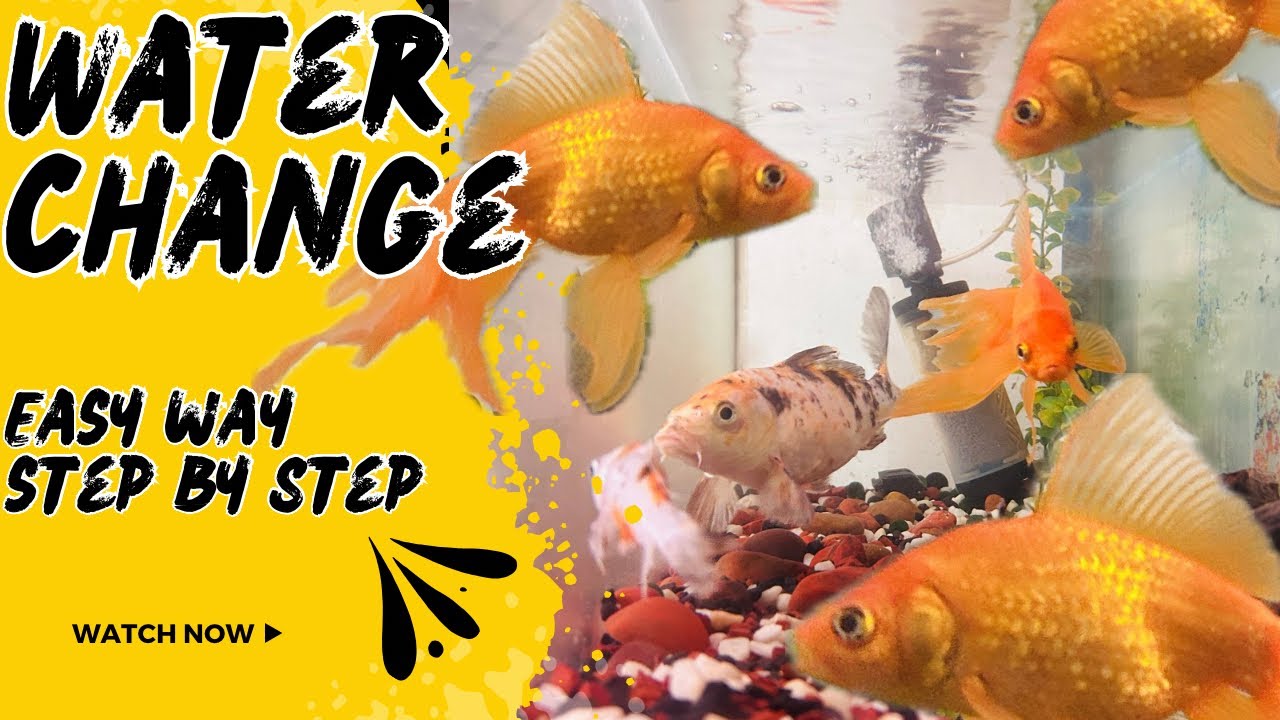 Aquarium water change step by step 