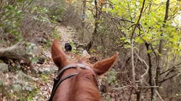 Embracing the Horsemanship Journey Finding Joy in Every Step!