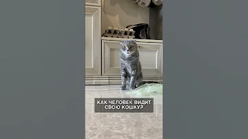 Как кошка видит человека?