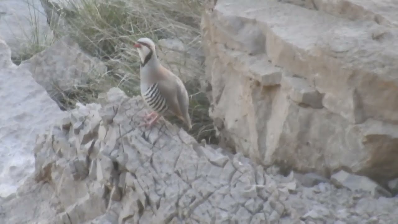 پہاڑی چکور  کی خوبصورت ویڈیو keklik sesi shikari chakor sound 
