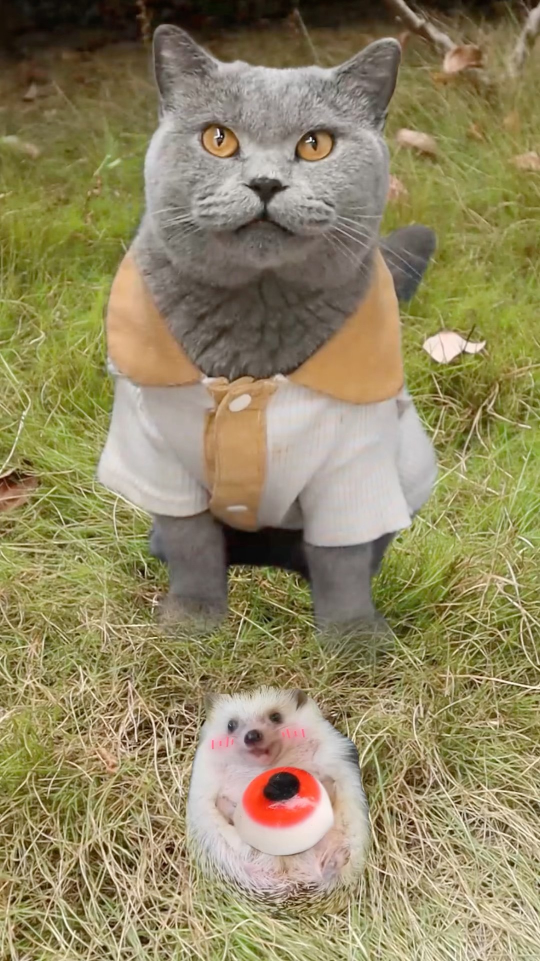 ?Let’s Treat The Hedgehog To A Chestnut Feast!??  #catvideo #catmemes #trending