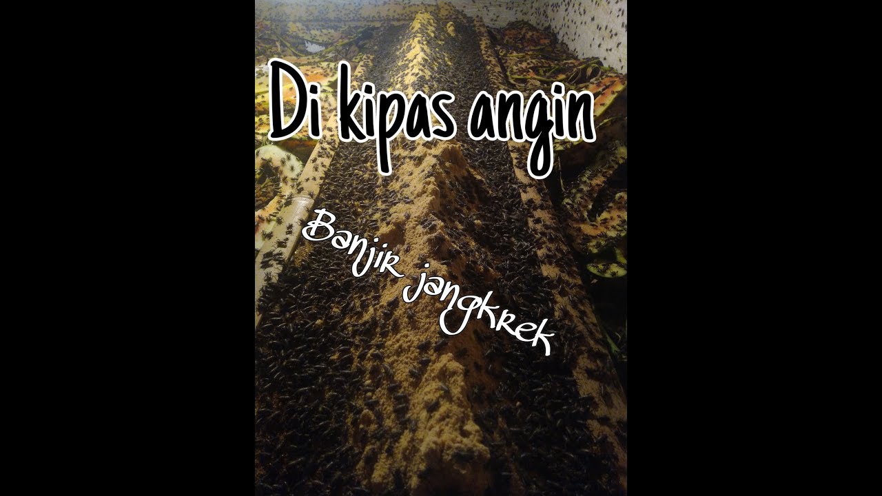 Panen jangkrik sampai di kipas 