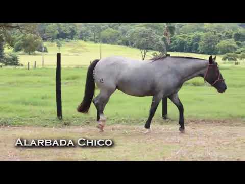 LOTE 29 - ALARBADA CHICO