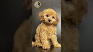 The Personality of a Cavapoo Puppy