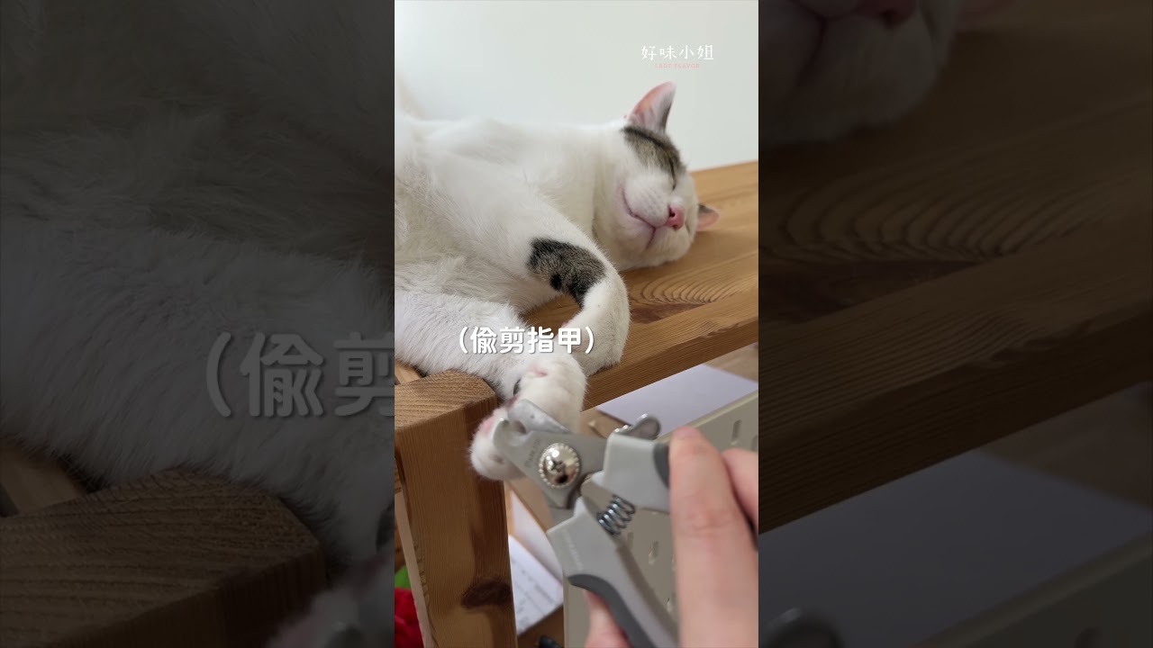 應該是我在做夢吧?#寵物 #cat #貓咪 #貓咪日常 #貓 縮圖