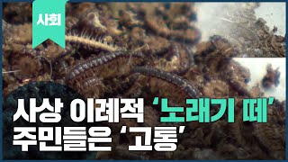 '노래기'떼의 도심 습격, 주민 고통