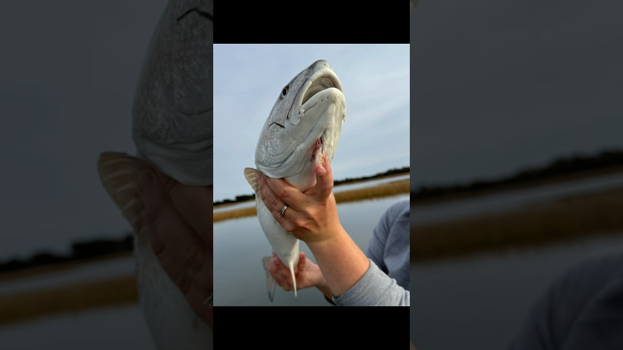 It’s a Goober😳Just shows how resilient these fish are 