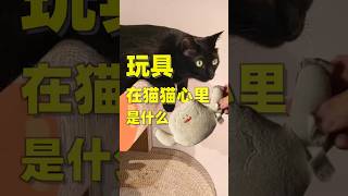 玩具在猫咪心里到底是什么？#pets #萌宠 #猫 #宠物