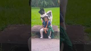 STEELE (American Akita) on Gaurd Duty at the Bus Stop!