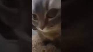 Chipi Chapa Cat Funny Video🤣🤣🤣#Funny#Capcut#Cat#Lol#Meme#Memes