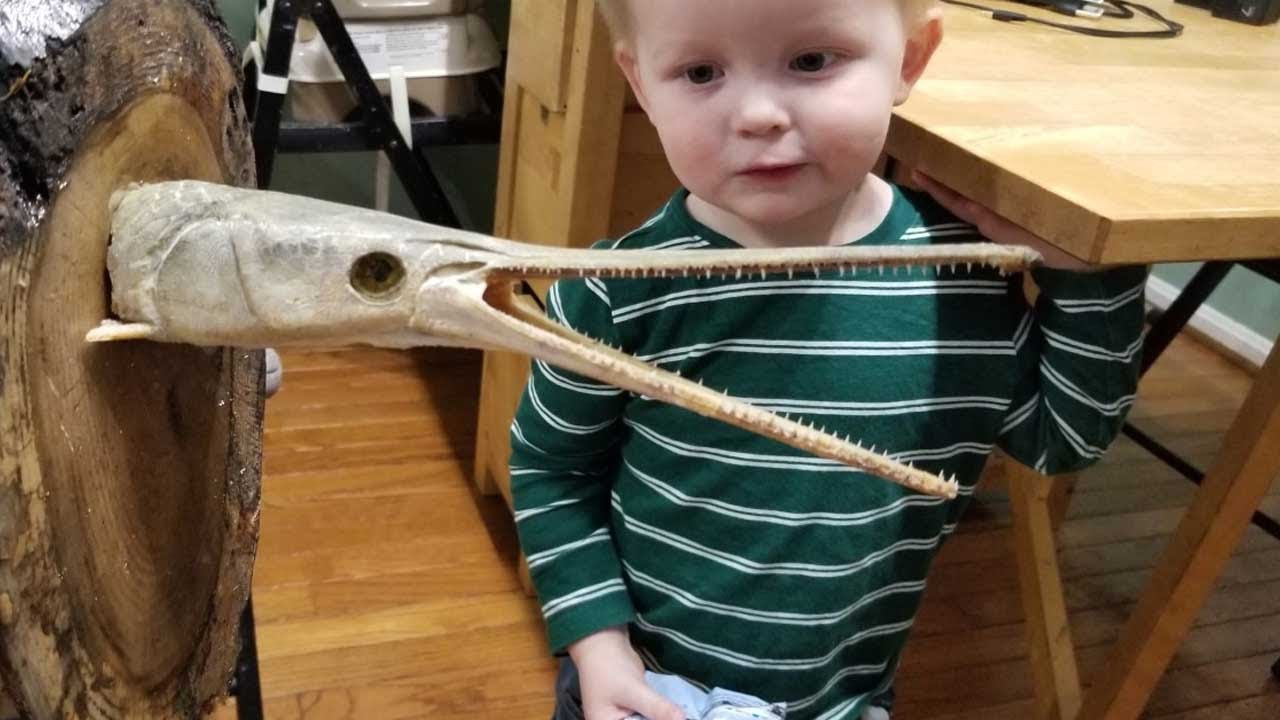 Catch & Cook Gar Gar recipe Mounting Gar Head YouTube