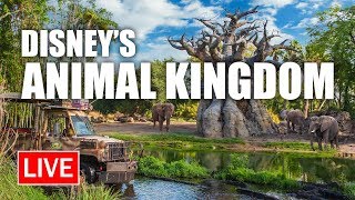 🔴 LIVE: Good Morning from Disney's Animal Kingdom | Walt Disney World Live Stream