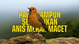 Download Lagu Suara Anis Merah Terbaik 2025! Bikin Burungmu Lekas Gacor Teriak Kencang MP3