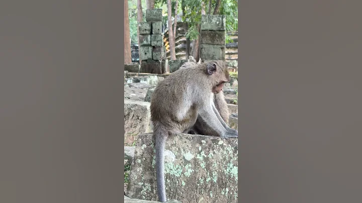 Monkey #monkey#usa #babymonkey #monkeylove #monkeys  #cute #cutebaby babe monkey #octave#primate#cat