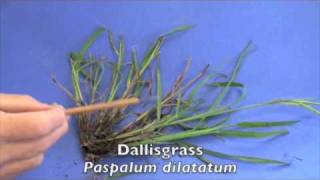 Grass Weeds - Part 2