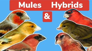 British Finch Mules & Hybrids | The initial pairing and information screenshot 2