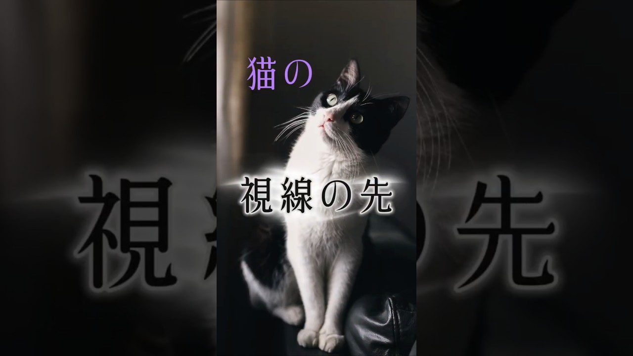 猫が何もない場所を見つめる理由とは…？#猫スピリチュアル #スピリチュアル #猫のいる暮らし #ねこ #開運