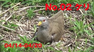 No.02 ケリ 野鳥 抱卵 2022 4/14-4/20