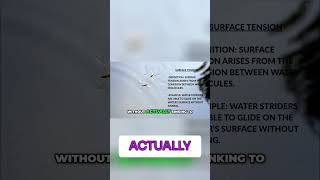 Surface Tension: Water Strider's Secret &amp; Water Explained! #shorts